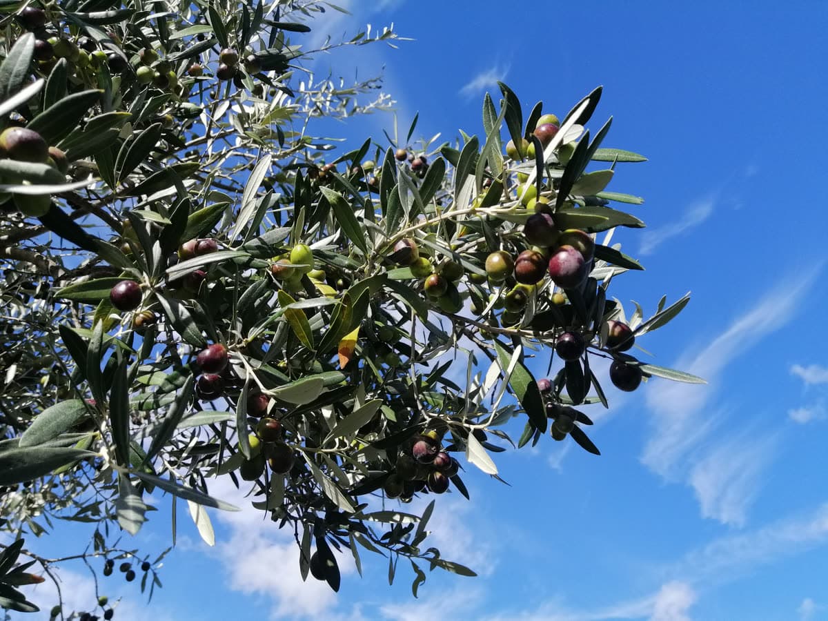 An olive branch with ripening olives against a blue sky