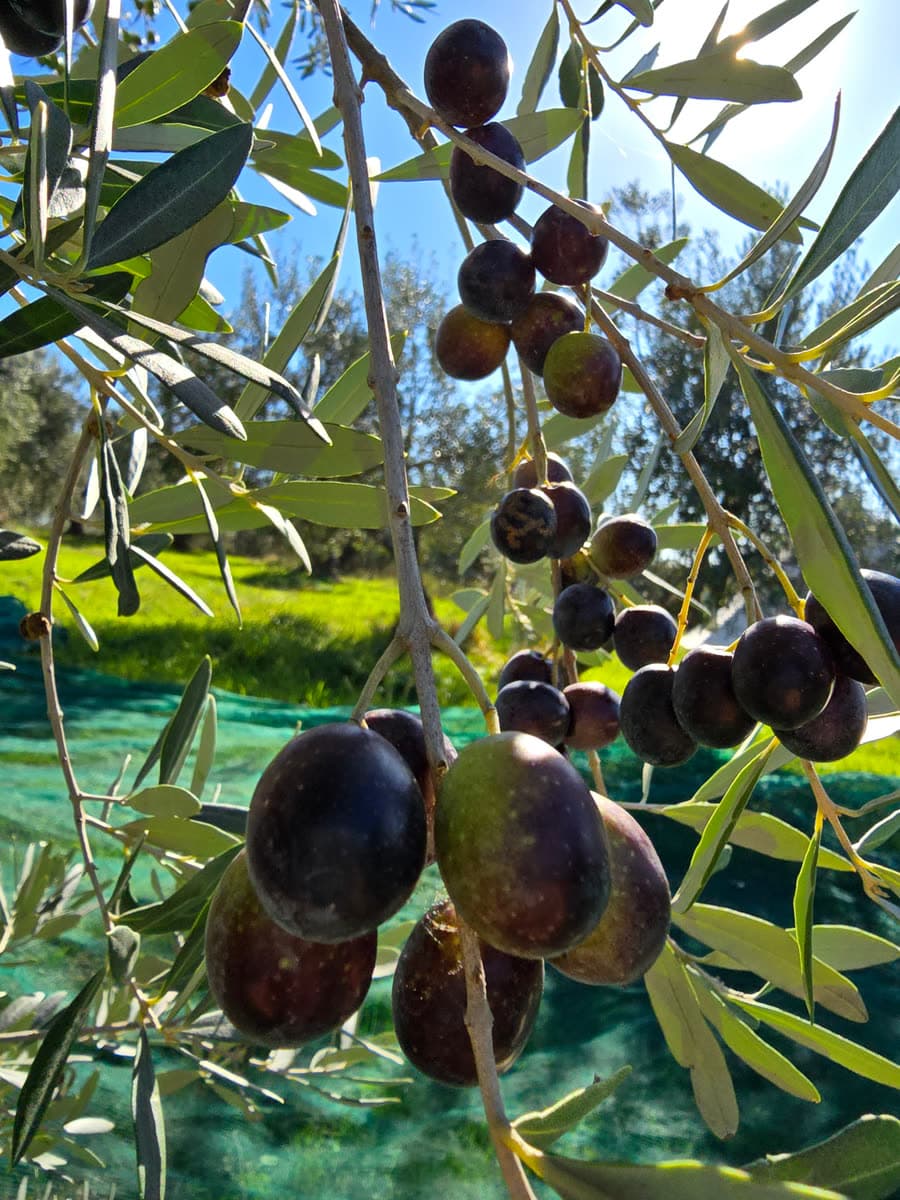 Ripe, deep purple olives on the branch, with the green harvest net below