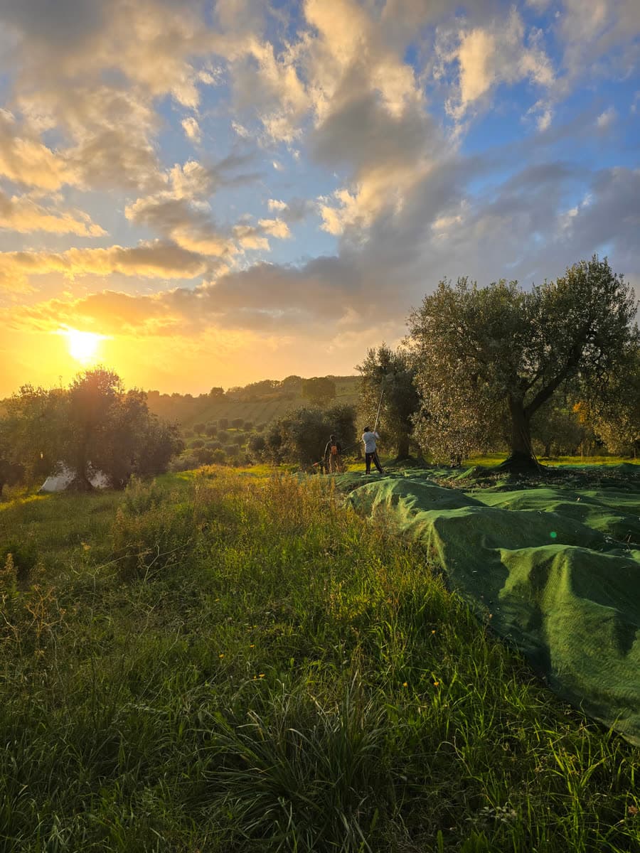 Green harvest nets under the olive trees, with the sun low over the grove
