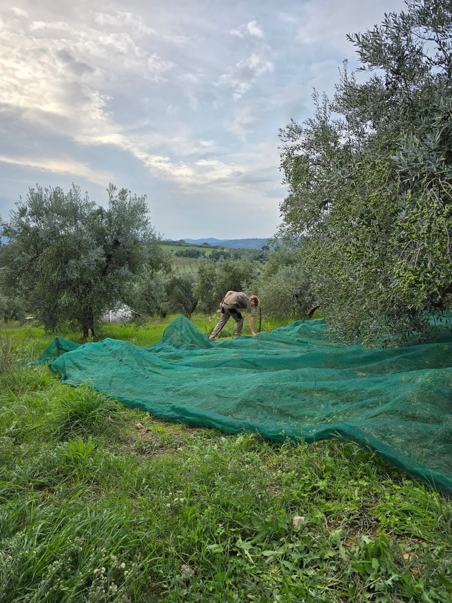 Someone spreading a harvest net under an olive tree