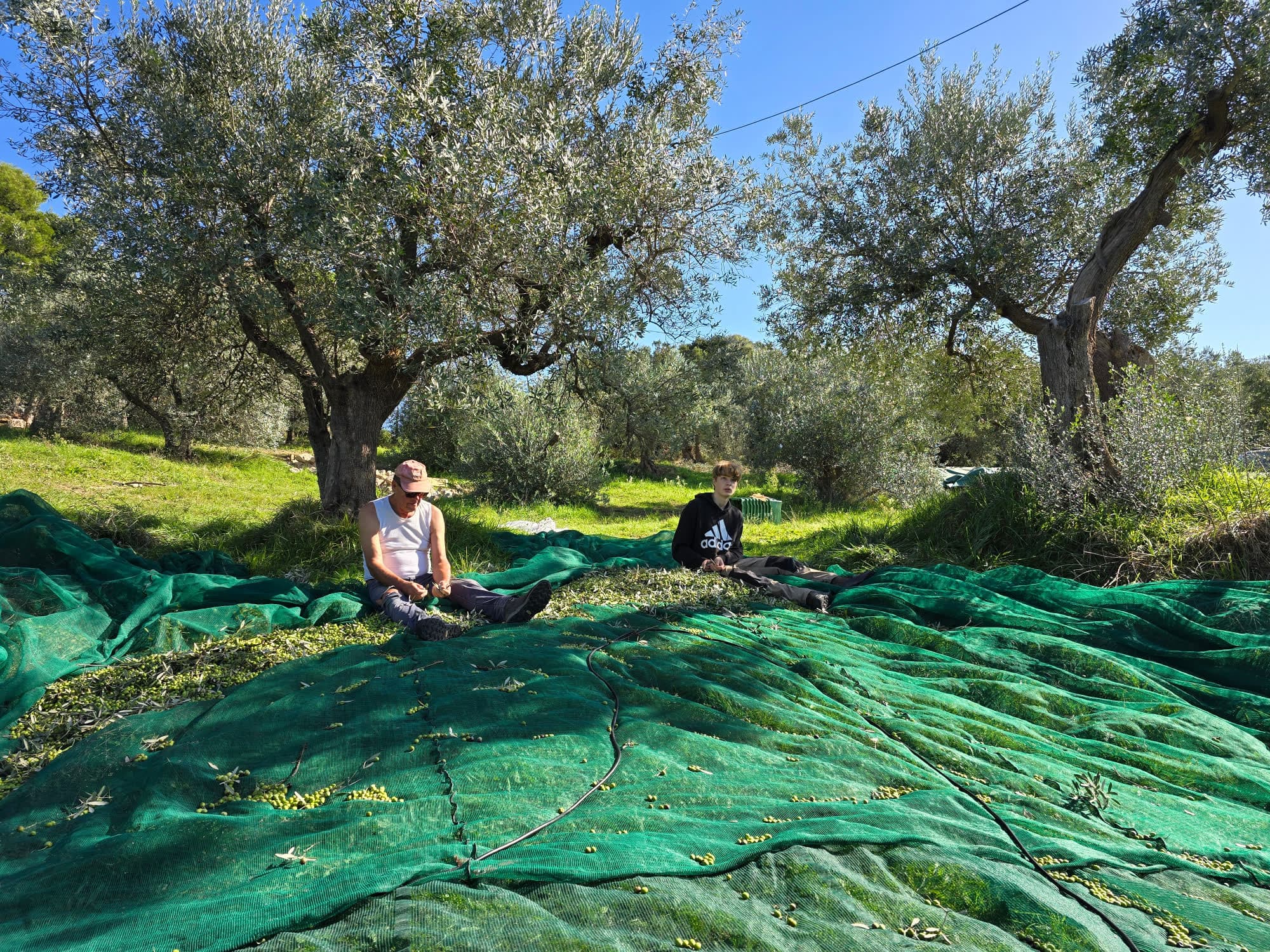 Two people sitting on the spread-out nets beneath old olive trees