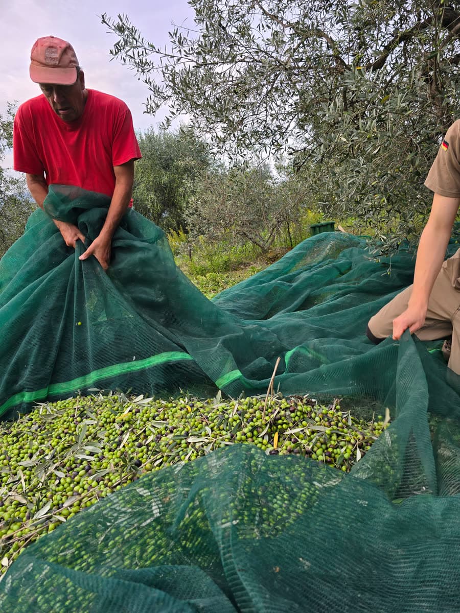 Two people lifting the net so the olives gather in the middle