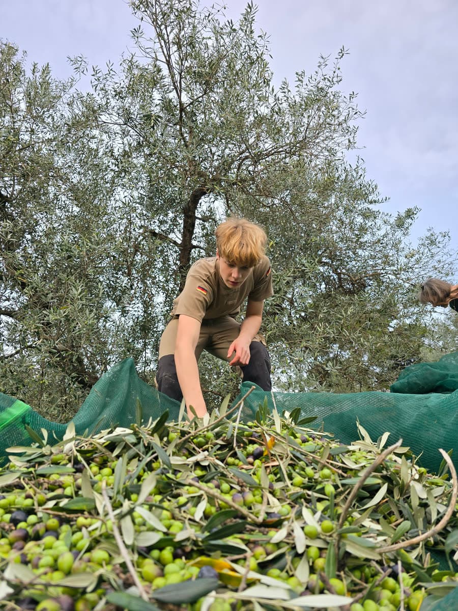 A child picking leaves and twigs out of the pile of olives on the net