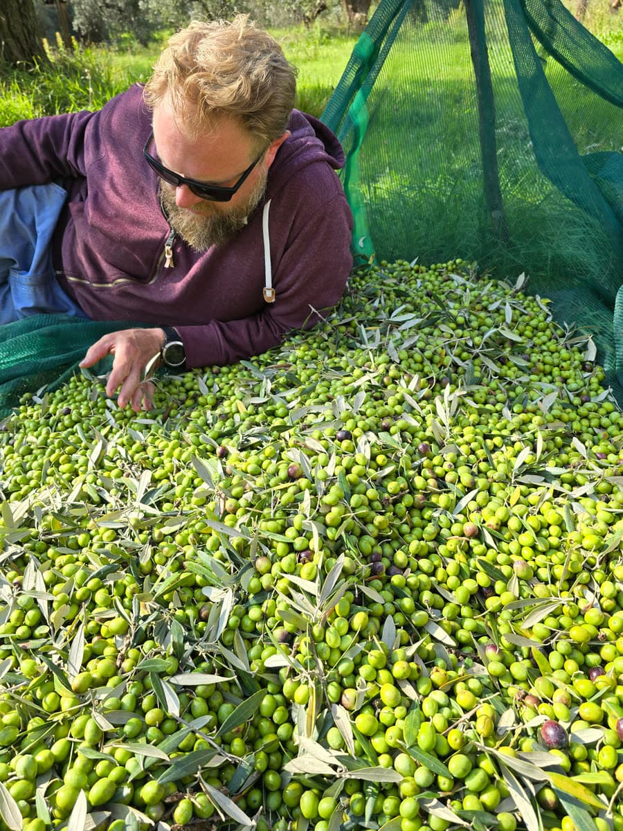 Someone lying beside a heap of freshly picked green olives, sorting them by hand