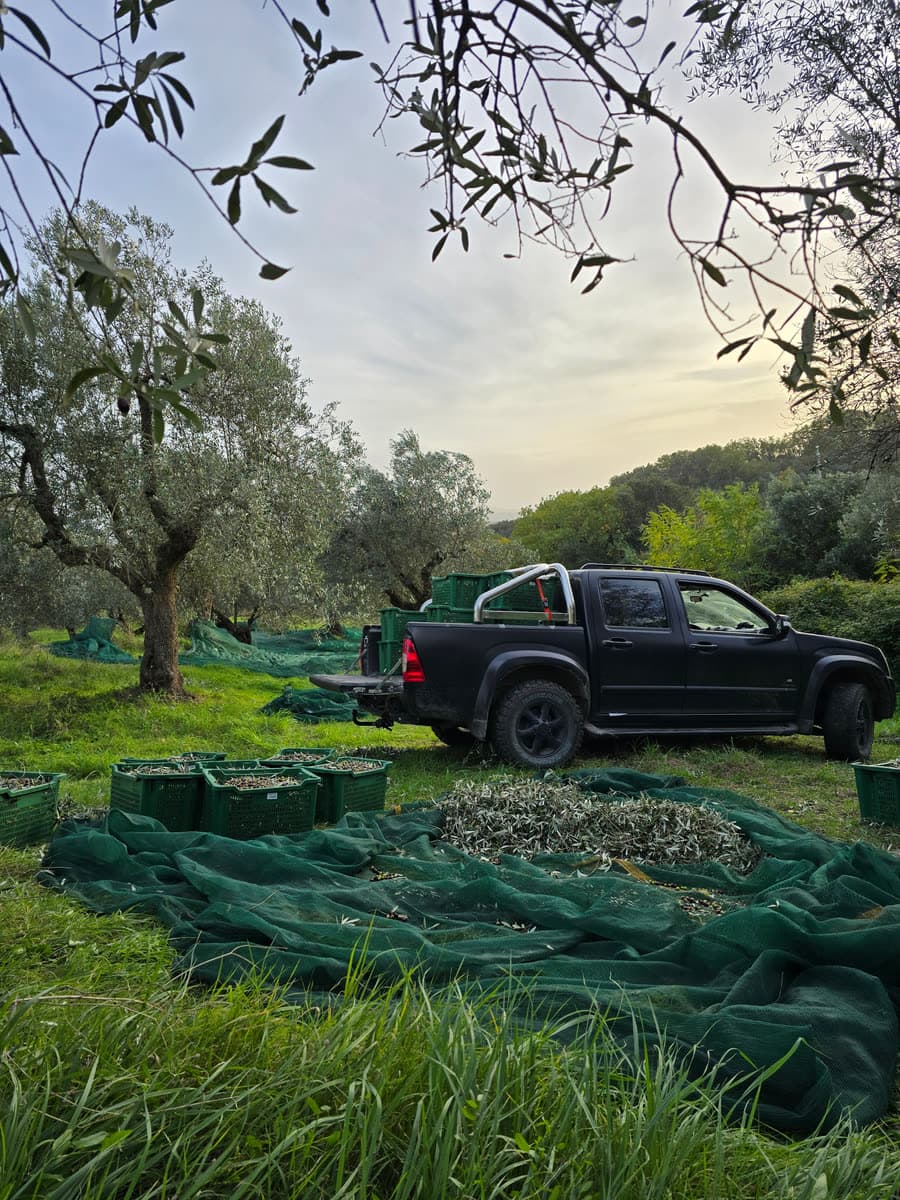 A pickup in the olive grove, with full harvest crates and spread-out nets in front