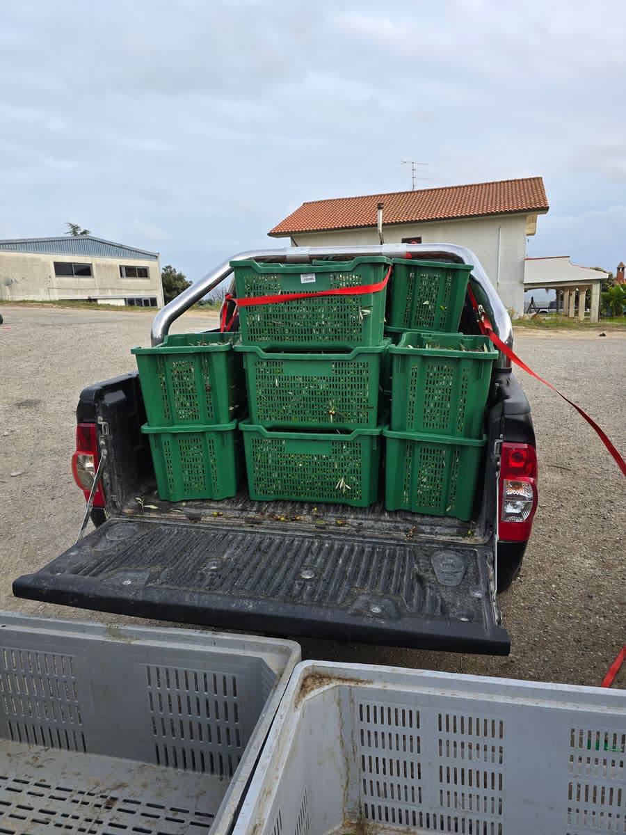 The loaded pickup with its harvest crates in the yard of the olive mill