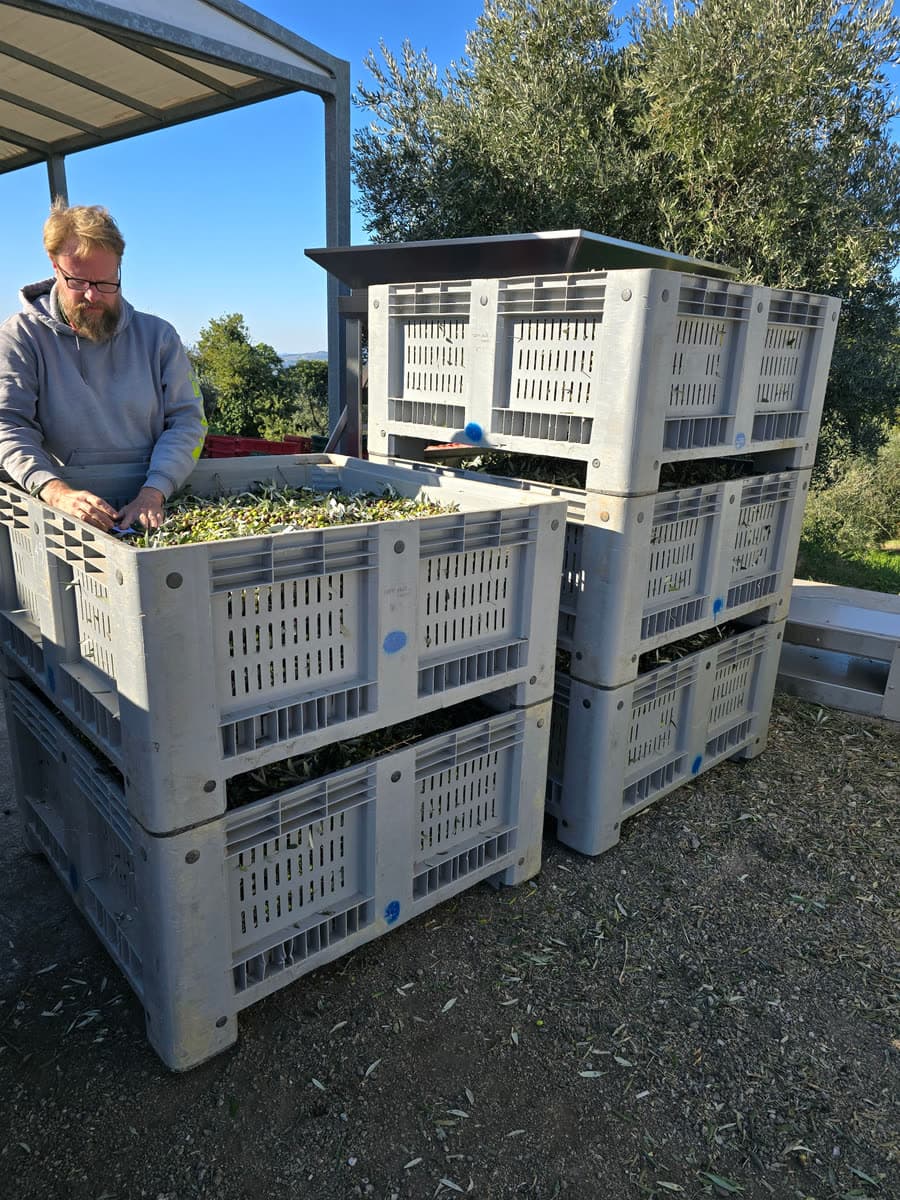 At the mill, the olives being tipped into large bins and checked